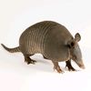 armadiller345
