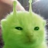 bunnyatoms