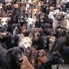 very_good_dogs