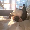 graddydonut