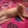 hoangtutayson
