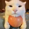 catwithappleunderchin
