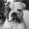 broadbuiltkennels