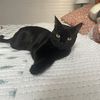 iluvcats.org