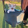 ilovemisgatitos