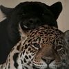manouna_754