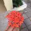 lyy05257