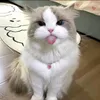 choi_cho_vui_