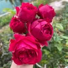 duongphan7781