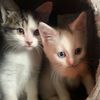 imjusthereformycatz