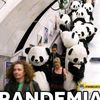 pandanet79
