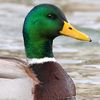 duckhead545758