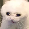 thanhpham555