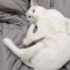 li_mamaow