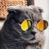 mr.tommymyg