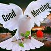usefaisalsial