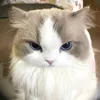 kittisociu0302