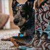 heelermom13