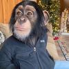 georgymonkey