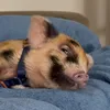 Virgulino, o porquinho 🐷