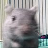 greasygerbil