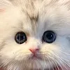 puripuripupu