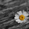yunus__659