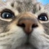 chipmajor