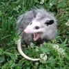 actualtrashcat