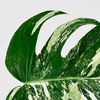 frolicswithfoliage