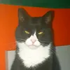 steeredbeast