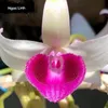 __ngoclinh___