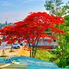nguyentuan30396