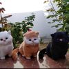 sama_901