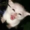kirajuno10