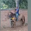 joalves_6