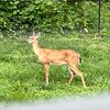 fawnmfox