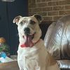 clairethegoldenowner
