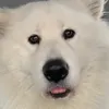 isisifjisnsnka