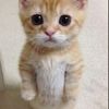 iateyourbreakfasthoe