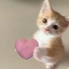 kiawww_rrwwrr