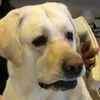 doggo_telefono