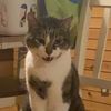 catkelp