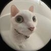 catchygh0st