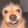 gurkenlord0