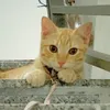 liendyna