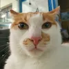 lxlouwu