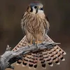 bilalkhankakar76