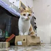 _brownie86