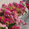 najla55560